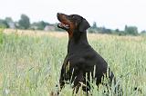 DOBERMANN 221